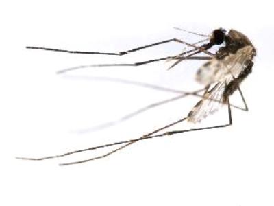 Anopheles vaneedeni mosquito